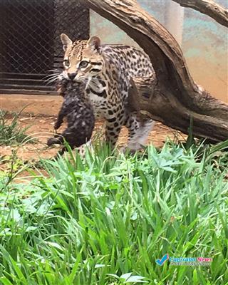 Filhotes chamam a atenção no Zoológico de Marechal Floriano Filhotes chamam a atenção no Zoológico de Marechal Floriano
