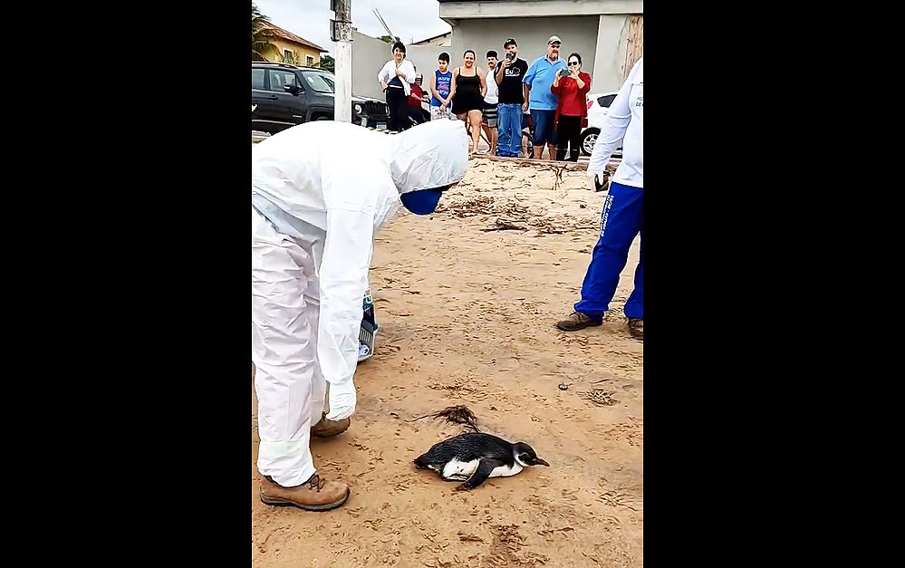 Pinguim é resgatado com vida na praia do centro de Anchieta Pinguim é resgatado com vida na praia do centro de Anchieta