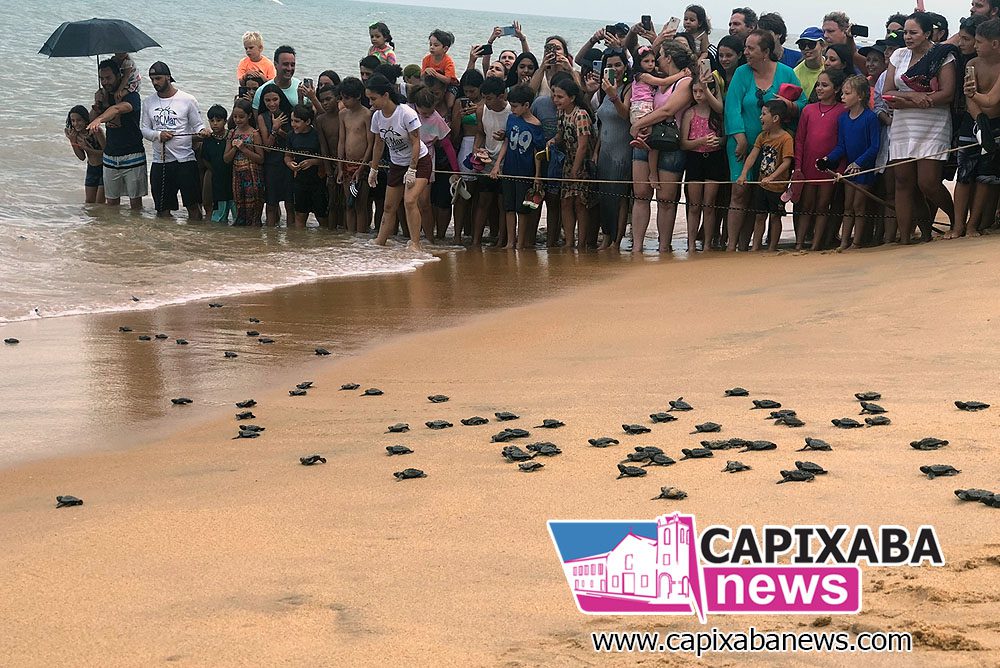 Anchieta: nesta quarta (14) acontece abertura dos ninhos de Tartaruga na Praia de Guanabara Anchieta: nesta quarta (14) acontece abertura dos ninhos de Tartaruga na Praia de Guanabara