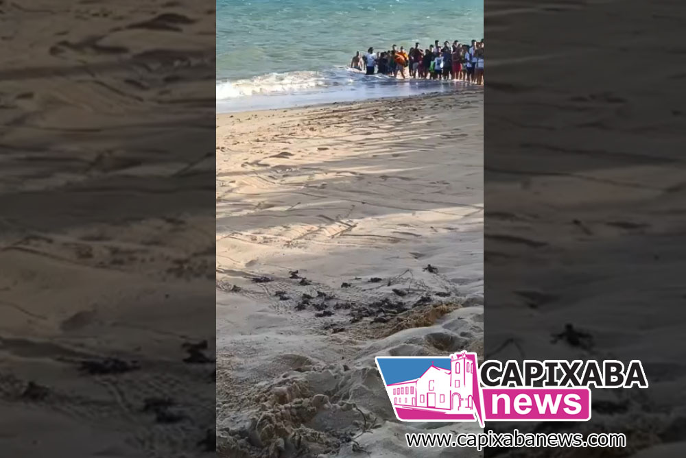 Vídeo: Milhares de tartarugas marinhas avançam ao mar em espetáculo emocionante em Anchieta Vídeo: Milhares de tartarugas marinhas avançam ao mar em espetáculo emocionante em Anchieta