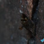 especial-a-extincao-das-abelhas-poderia-acabar-com-a-vida-na-terra