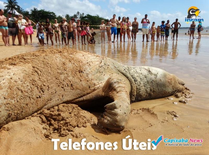 Banhista arrisca a vida ao tentar montar no elefante marinho Fred Banhista arrisca a vida ao tentar montar no elefante marinho Fred