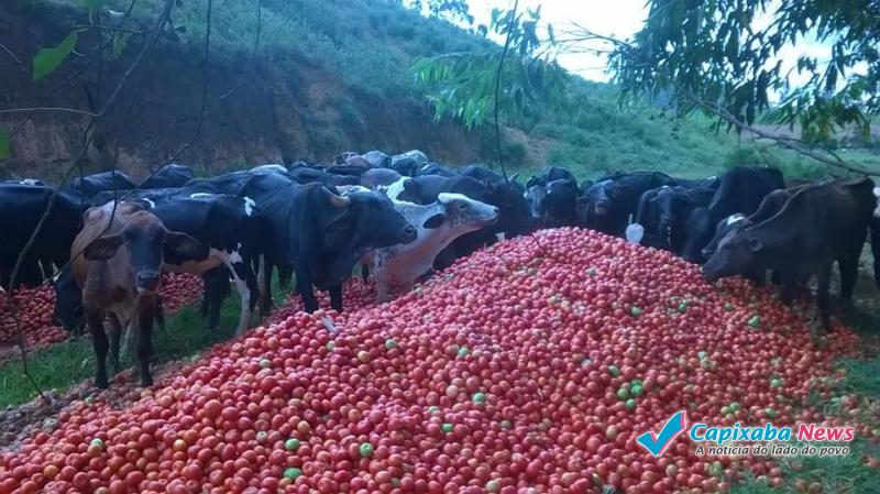 Com preço baixo, toneladas de tomates são descartadas em Ibitirama Com preço baixo, toneladas de tomates são descartadas em Ibitirama