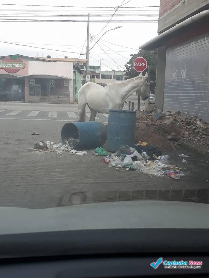 19990176_1203314449796184_7676366103547508154_n