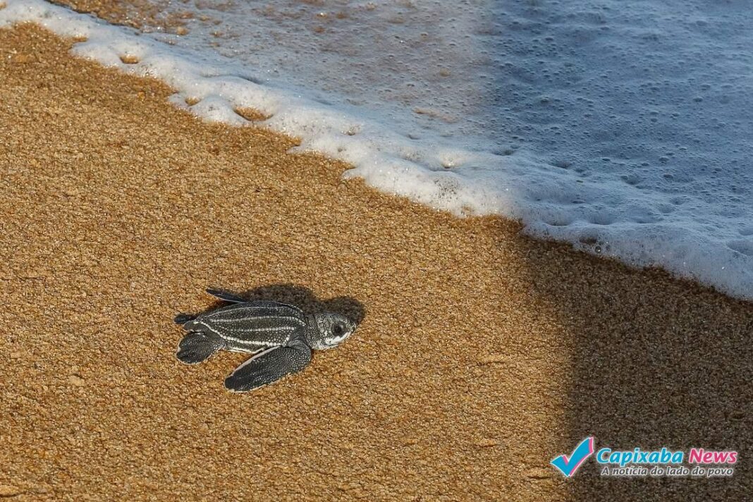 Tartarugas do Espírito Santo serão monitoradas em 156 quilômetros do litoral capixaba Tartarugas do Espírito Santo serão monitoradas em 156 quilômetros do litoral capixaba