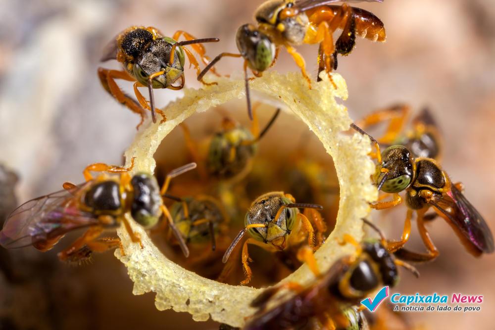 Especial: A extinção das abelhas poderia acabar com a vida na terra Especial: A extinção das abelhas poderia acabar com a vida na terra