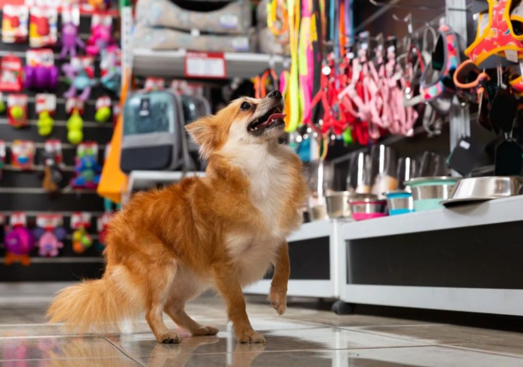 Cachoeiro recebe a primeira edição da PetXpo nos dias 9 e 10 de agosto. PetXpo será a primeira feira totalmente voltada para o mercado pet em Cachoeiro - Prefeitura de Cachoeiro de Itapemirim
