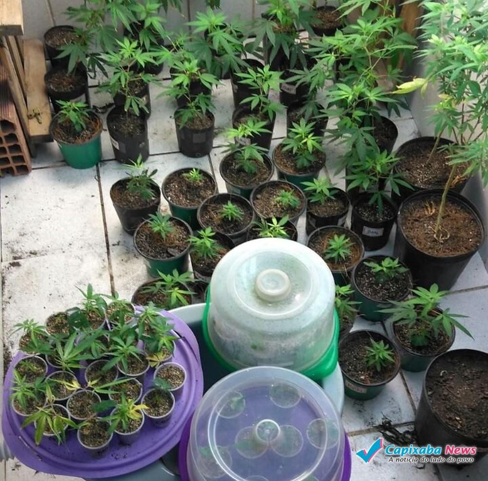 Mais de 100 pés de maconha são apreendidos em terreno na Serra, ES Mais de 100 pés de maconha são apreendidos em terreno na Serra, ES