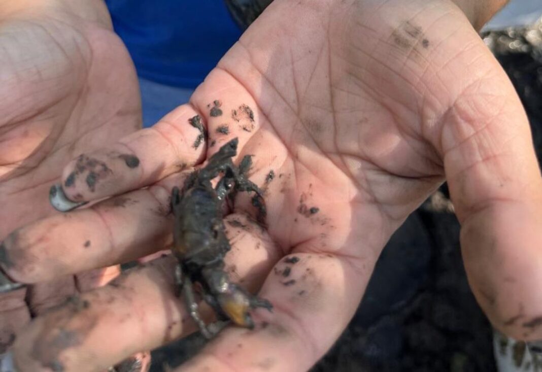 Notícia Equipe do RDS Papagaio colabora em projeto de preservação dos manguezais de Guarapari - Prefeitura Municipal de Anchieta