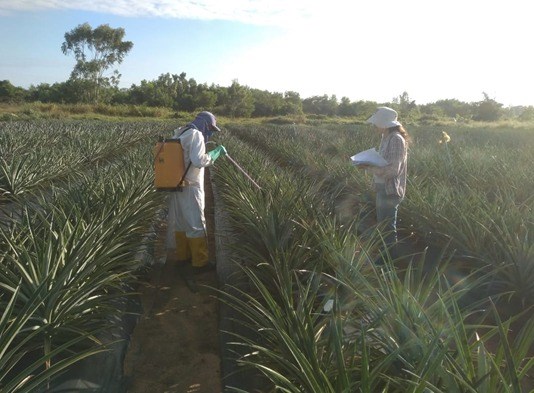 Tecnologia do Governo do ES ajusta floração do abacaxi para melhores preços Tecnologia do Governo do ES ajusta floração do abacaxi para melhores preços