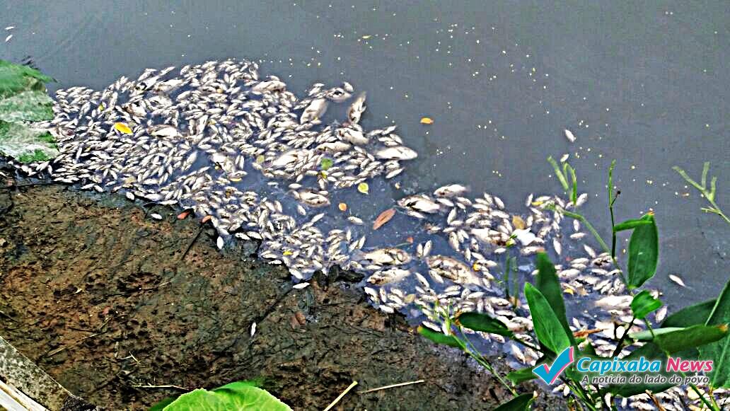 Moradores preocupados com centenas de peixes mortos no rio Meaípe Moradores preocupados com centenas de peixes mortos no rio Meaípe
