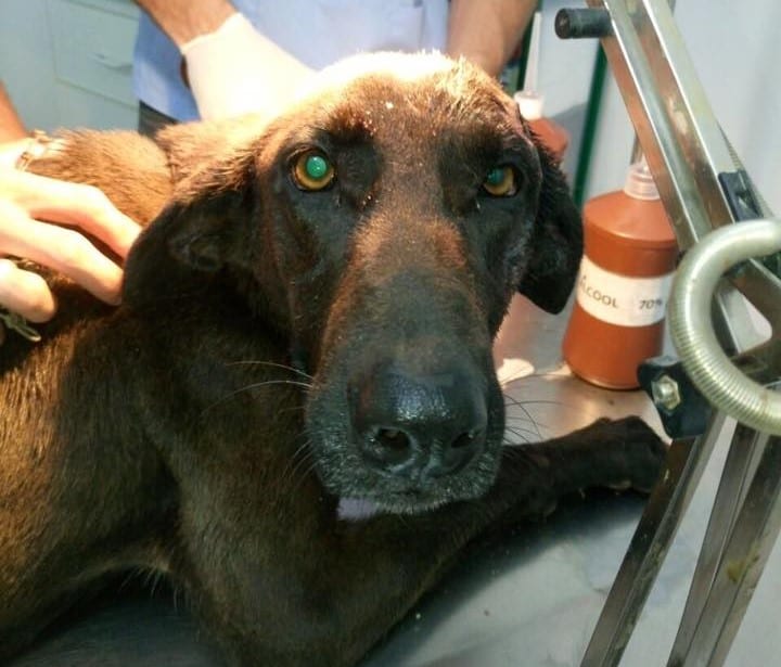 Cadela sobrevive após ser atingida por tiros na cabeça em Cachoeiro de Itapemirim Cadela sobrevive após ser atingida por tiros na cabeça em Cachoeiro de Itapemirim