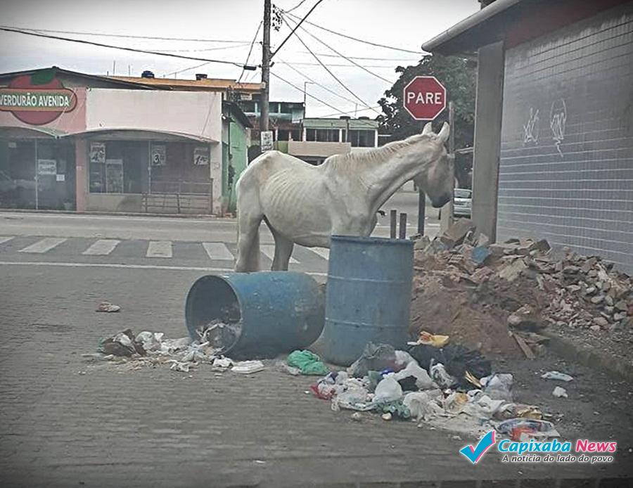 MORADORES RECLAMAM DA FALTA DE COLETA DE LIXO E ANIMAIS SOLTOS EM MARATAÍZES MORADORES RECLAMAM DA FALTA DE COLETA DE LIXO E ANIMAIS SOLTOS EM MARATAÍZES