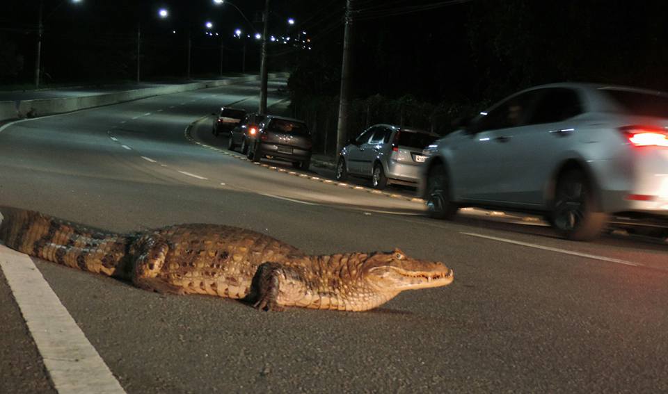 Jacaré é flagrado atravessando avenida na Serra Jacaré é flagrado atravessando avenida na Serra