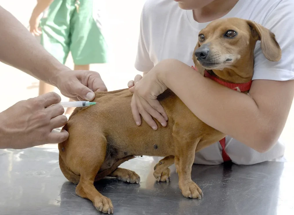 Anchieta realiza vacinação contra raiva em cães e gatos durante agosto Notícia Zoonoses segue vacinação contra a raiva no mês de agosto - Prefeitura Municipal de Anchieta