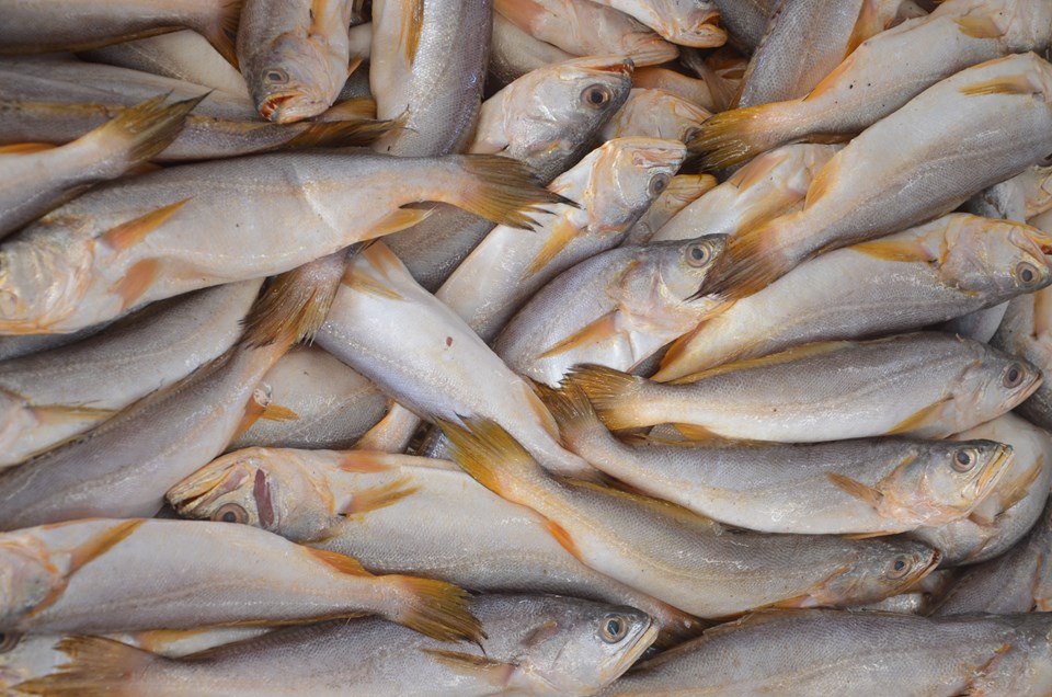 Mercado de Peixes da Ceasa-ES: tradição e qualidade no setor pesqueiro Mercado de Peixes da Ceasa-ES: tradição e qualidade no setor pesqueiro