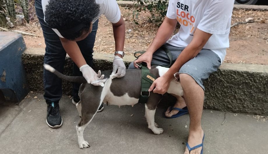 Campanha de vacinação antirrábica para cães e gatos começa em Cachoeiro neste sábado Cachoeiro realiza campanha de vacinação antirrábica a partir deste sábado (20) - Prefeitura de Cachoeiro de Itapemirim