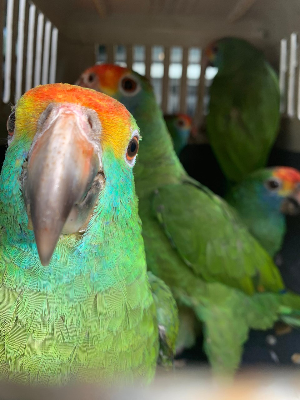 Iema explica diferenças legais entre animais silvestres, exóticos e pets no ES Iema explica diferenças legais entre animais silvestres, exóticos e pets no ES