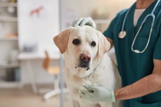 Cachoeiro abre vagas para castração gratuita de cães fêmeas no Programa Pet Vida Prefeitura abre 100 vagas para castração gratuita de cães fêmeas em Cachoeiro - Prefeitura de Cachoeiro de Itapemirim