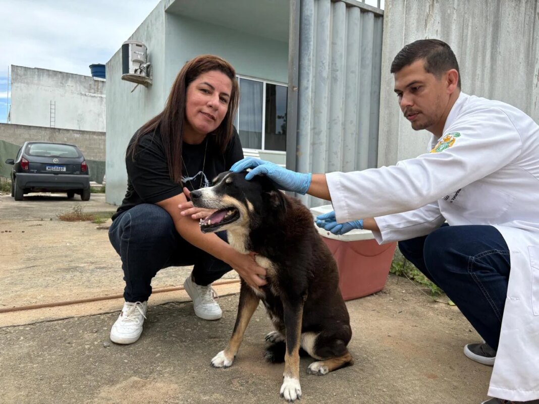 Marataízes avança na vacinação contra cinomose em diversos bairros Marataízes realiza terceira etapa da vacinação contra cinomose