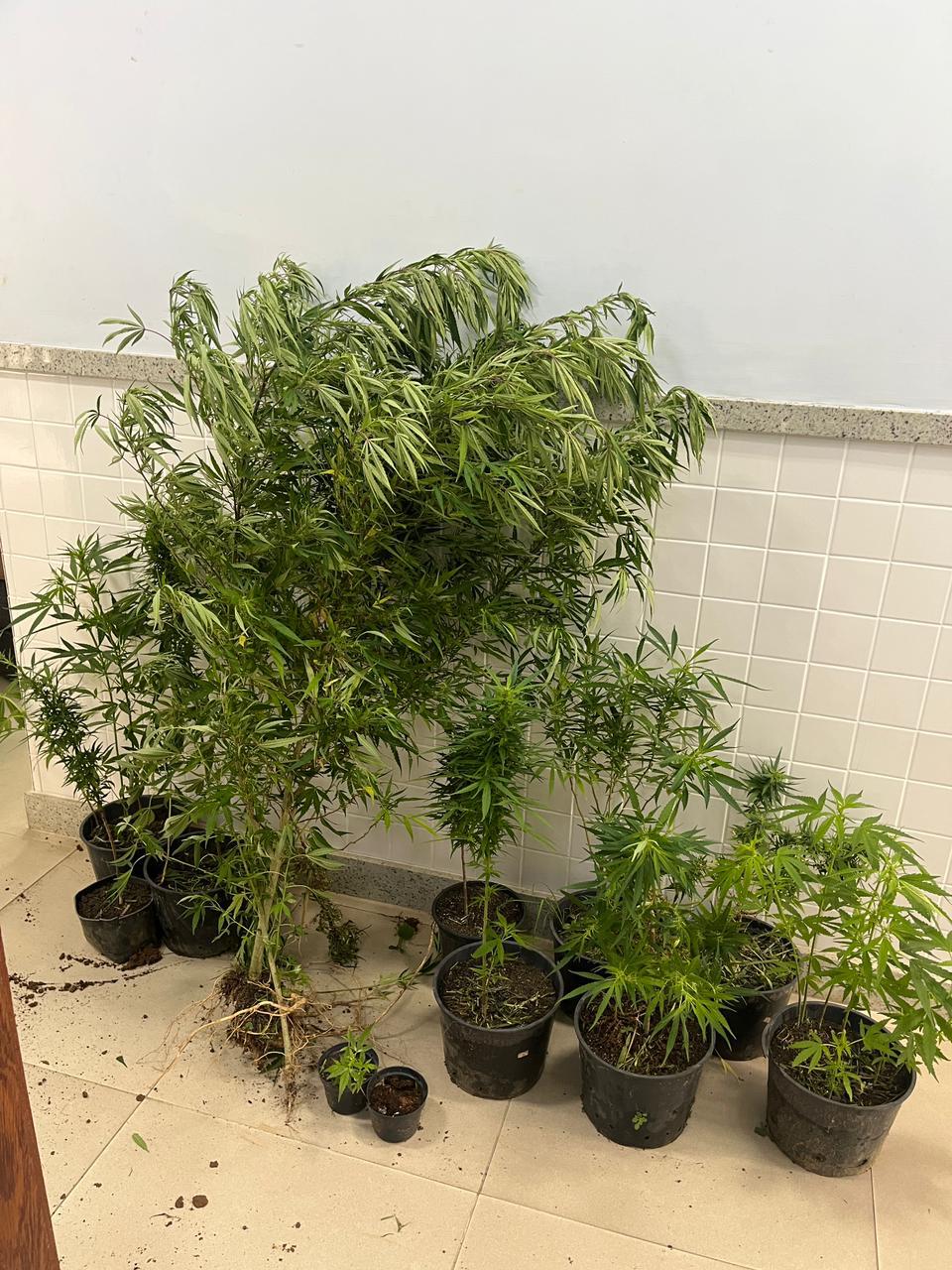 Polícia Civil realiza operação e prende homem com 18 pés de maconha em ES Polícia Civil realiza operação e prende homem com 18 pés de maconha em ES