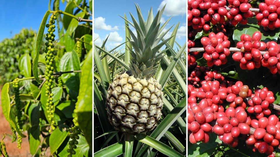 Incaper e Governo do ES promovem projetos para a agricultura resiliente Incaper e Governo do ES promovem projetos para a agricultura resiliente
