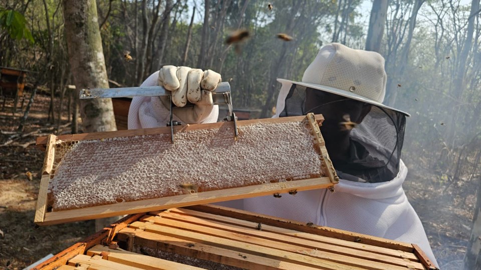 Desenvolvimento da Apicultura no Norte do ES é Destacado em Artigo Publicado Desenvolvimento da Apicultura no Norte do ES é Destacado em Artigo Publicado