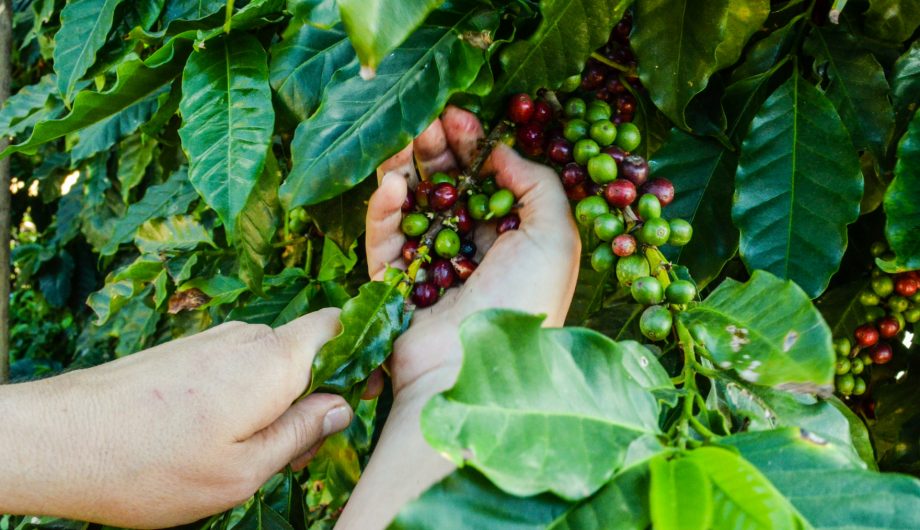 Cachoeiro abre inscrições para Concurso de Qualidade dos Cafés Arábica e Conilon Prefeitura abre inscrições para Concurso de Qualidade e Sustentabilidade dos Cafés Arábica e Conilon - Prefeitura de Cachoeiro de Itapemirim