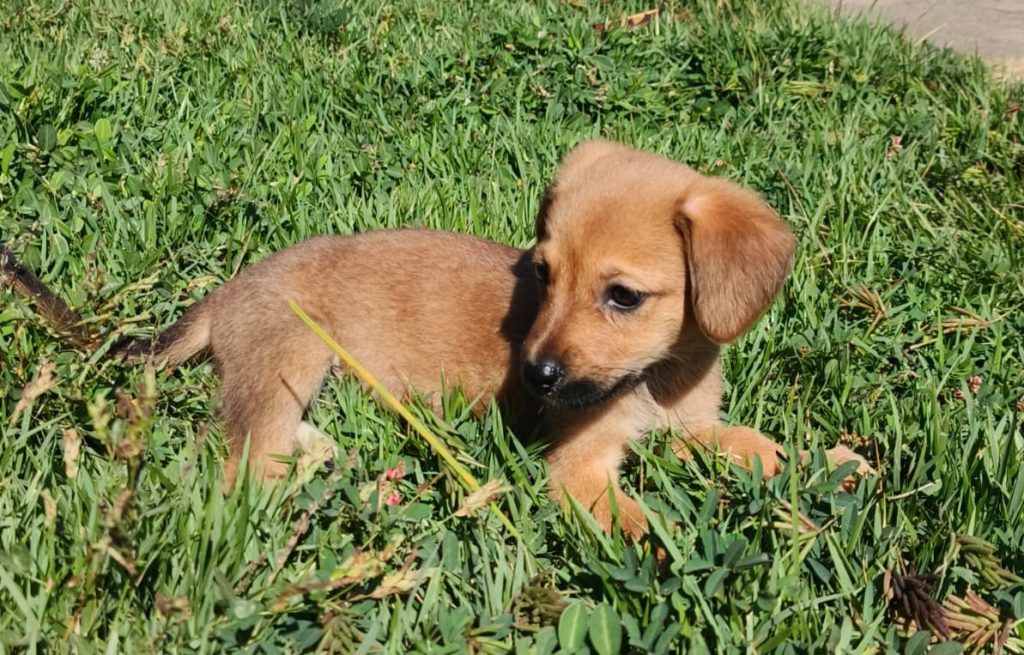 Prefeitura de Cachoeiro convida população a adotar cães e promover bem-estar animal Adoção Responsável: Um novo lar para uma nova história - Prefeitura de Cachoeiro de Itapemirim
