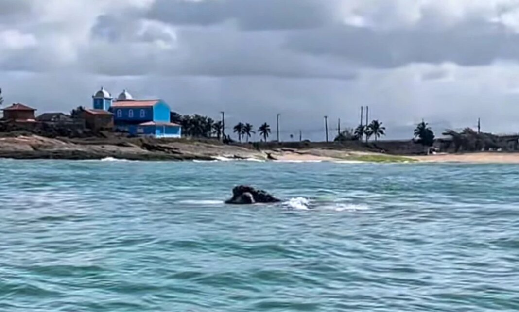 Guarda-vidas de Marataízes guiam baleias longe de redes de pesca Guarda-vidas evitam enrosco de baleias em redes de pesca em Marataízes