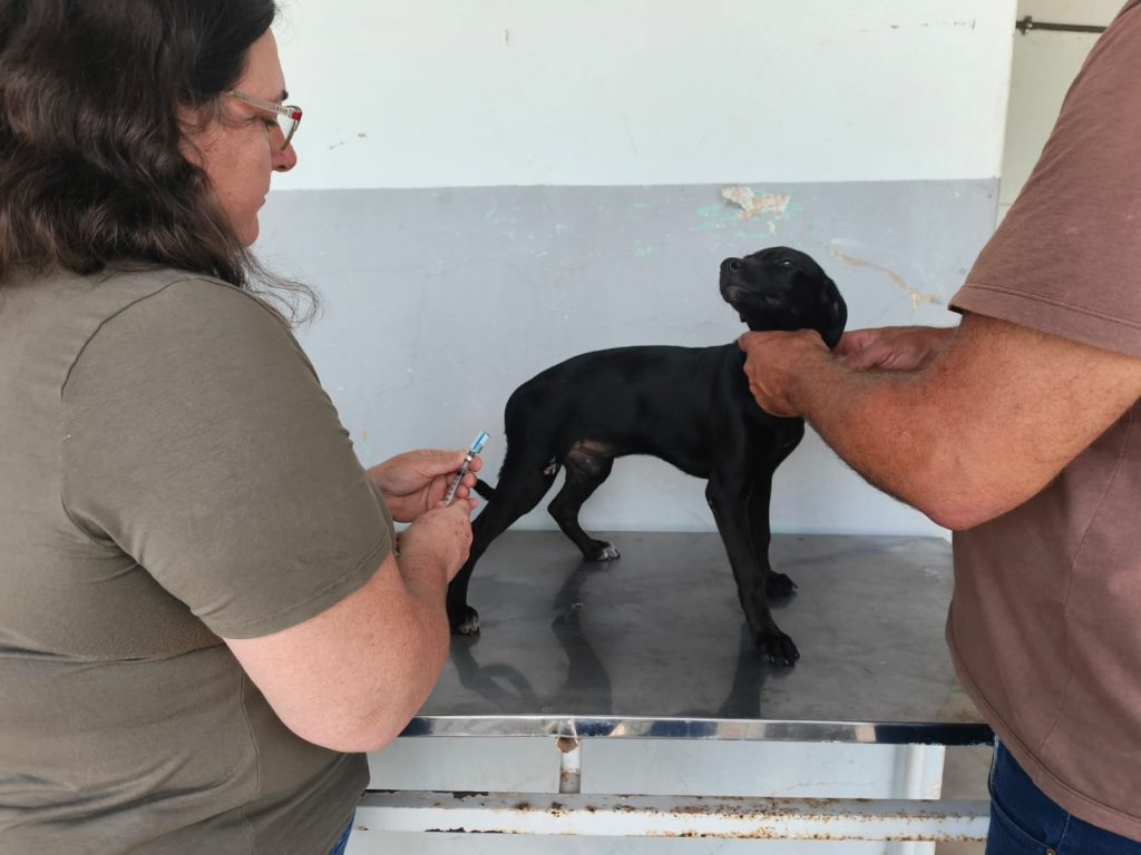 Cachoeiro oferta vacina V8 gratuita para cães no bairro Aeroporto de segunda a sexta-feira Vacina V8 é oferecida gratuitamente para cães em Cachoeiro - Prefeitura de Cachoeiro de Itapemirim