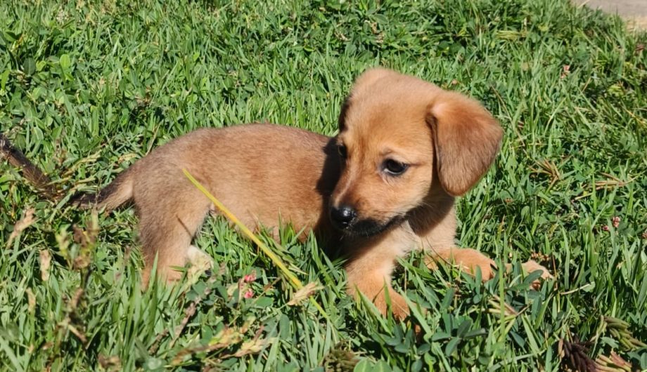 Cachoeiro realiza evento de adoção de animais com vacinação gratuita neste sábado Semma participa de evento de adoção responsável e vacinação gratuita em Cachoeiro - Prefeitura de Cachoeiro de Itapemirim